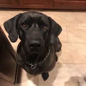 Meet your Posher, Annalisa